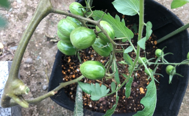 ミニトマトを2本仕立てにしたが脇芽に実がつかない ぐりの家庭菜園 園芸ブログ